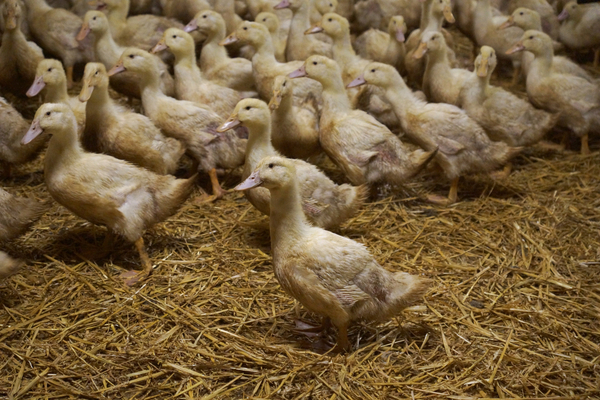 You are currently viewing Grippe aviaire : pas de confinement pour les petites exploitations ?