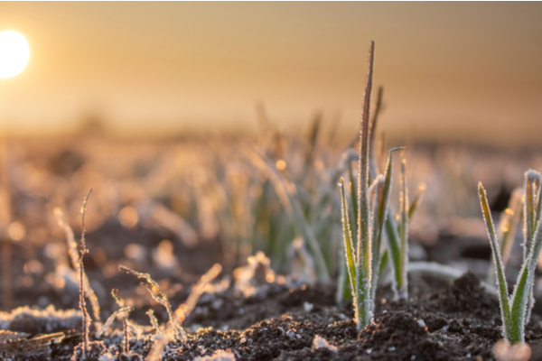 You are currently viewing Gel et pertes agricoles : une nouvelle aide financière !