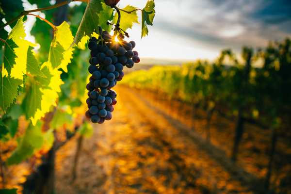 You are currently viewing Autorisation de plantation viticole : lancement de la campagne 2022 !