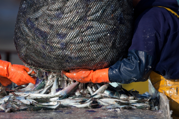 You are currently viewing Quotas de pêche 2022 : la répartition est connue !