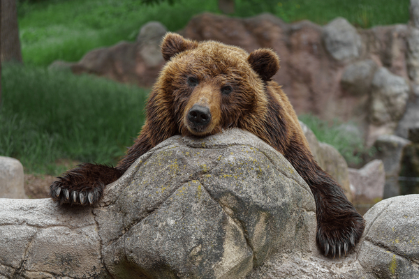 You are currently viewing Eleveurs : comment vous protéger des ours bruns ?