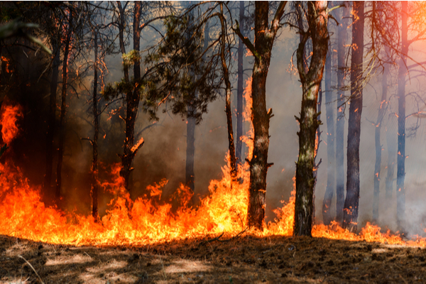 You are currently viewing Incendies en Gironde : une aide d’urgence pour les travailleurs indépendants