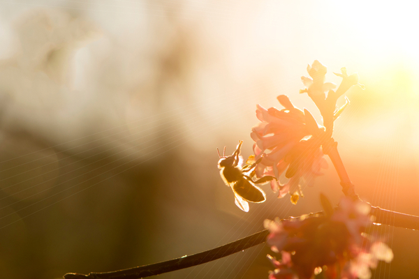 You are currently viewing Préservation des ruches à La Réunion : un biocide pour lutter contre les insectes ravageurs