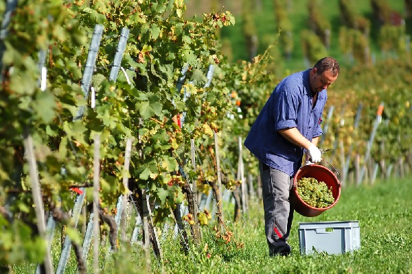 You are currently viewing Déclaration viticole en ligne : à faire rapidement !