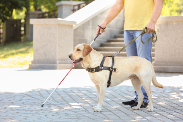 You are currently viewing Taxis : pouvez-vous refuser d’effectuer une course lorsque votre client est accompagné d’un chien-guide ?