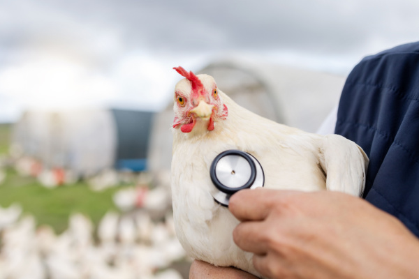You are currently viewing Grippe aviaire : un trou dans la trésorerie ?