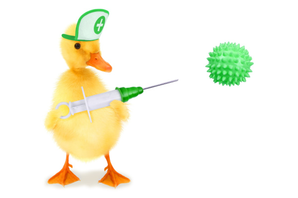 You are currently viewing Grippe aviaire : la campagne de vaccination des canards est lancée !